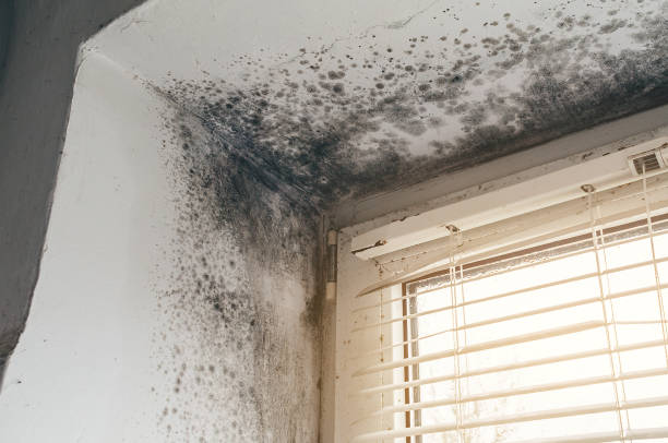 Affordable Mold Remediation solutions in Bonney Lake, WA