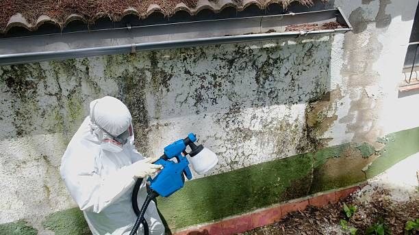 Top rated local Mold Remediation specialists in Bonney Lake, WA